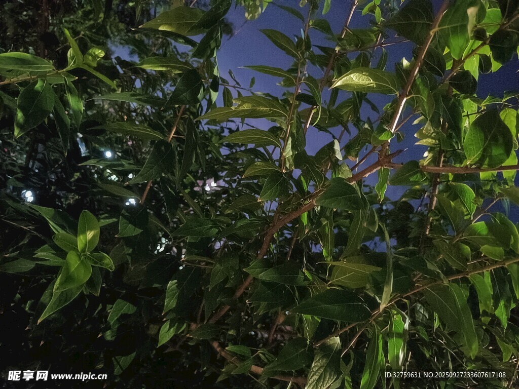 繁茂绿叶间的蓝天一角