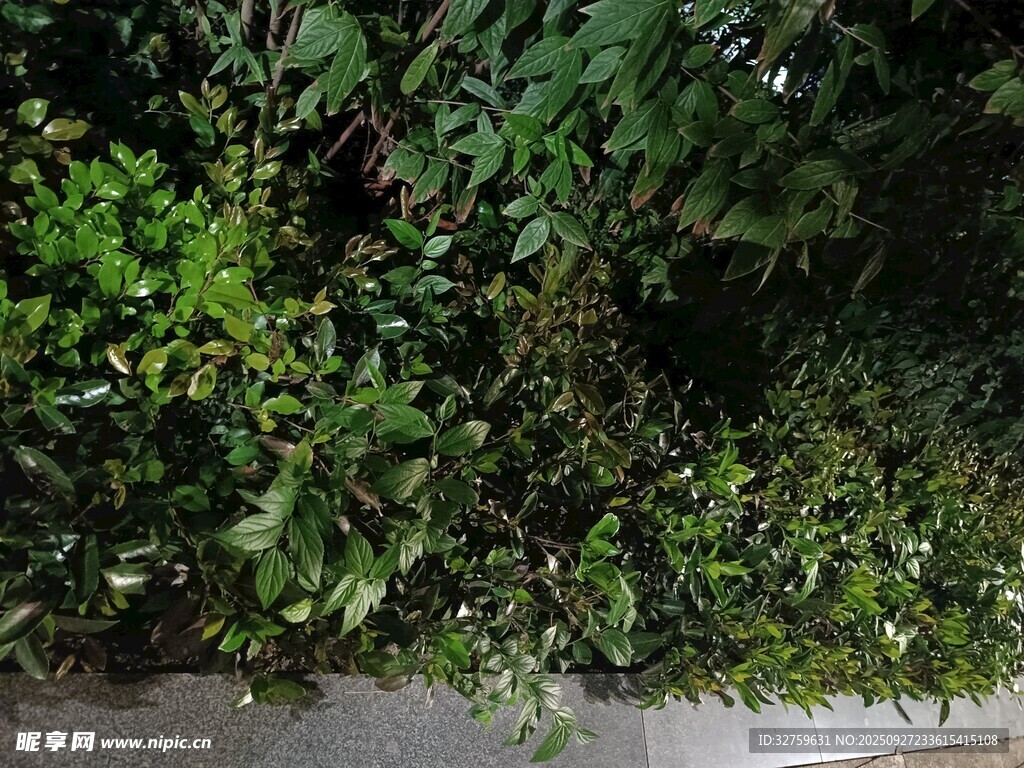 繁茂绿植
