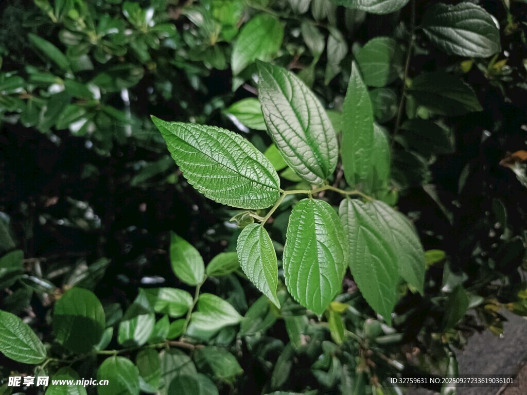 翠绿叶片的繁茂植物