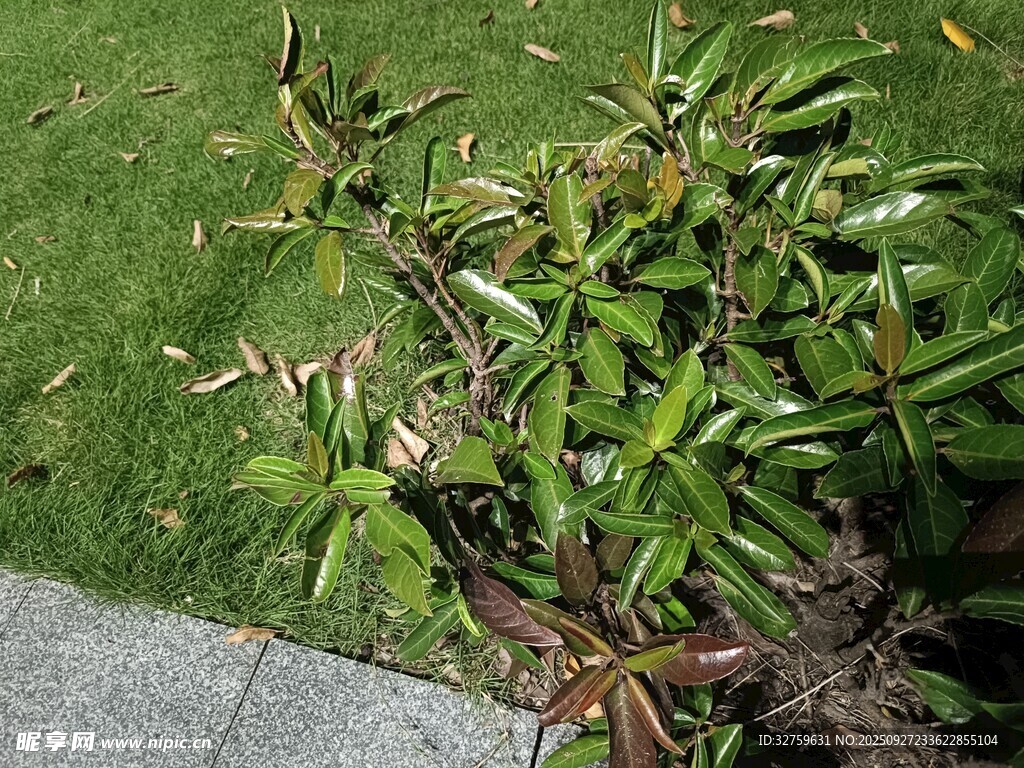 绿叶植物特写