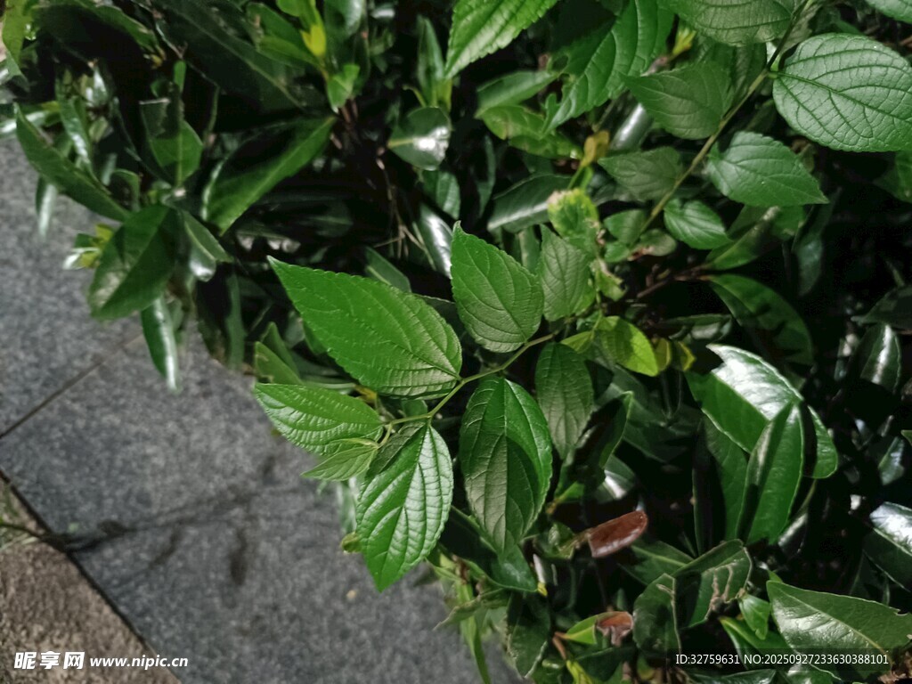 绿叶植物近景特写