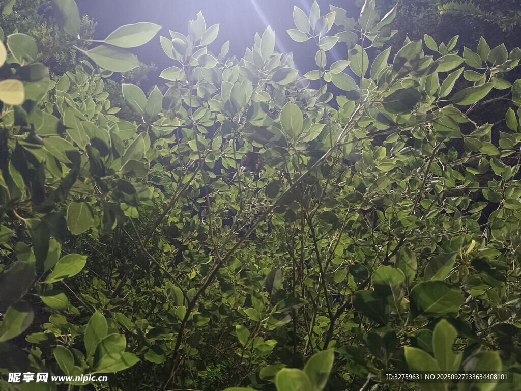 水下繁茂的绿色水生植物