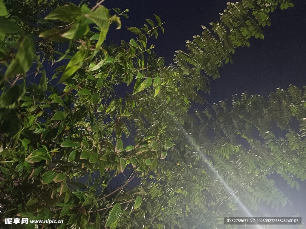 夜间绿植喷灌场景