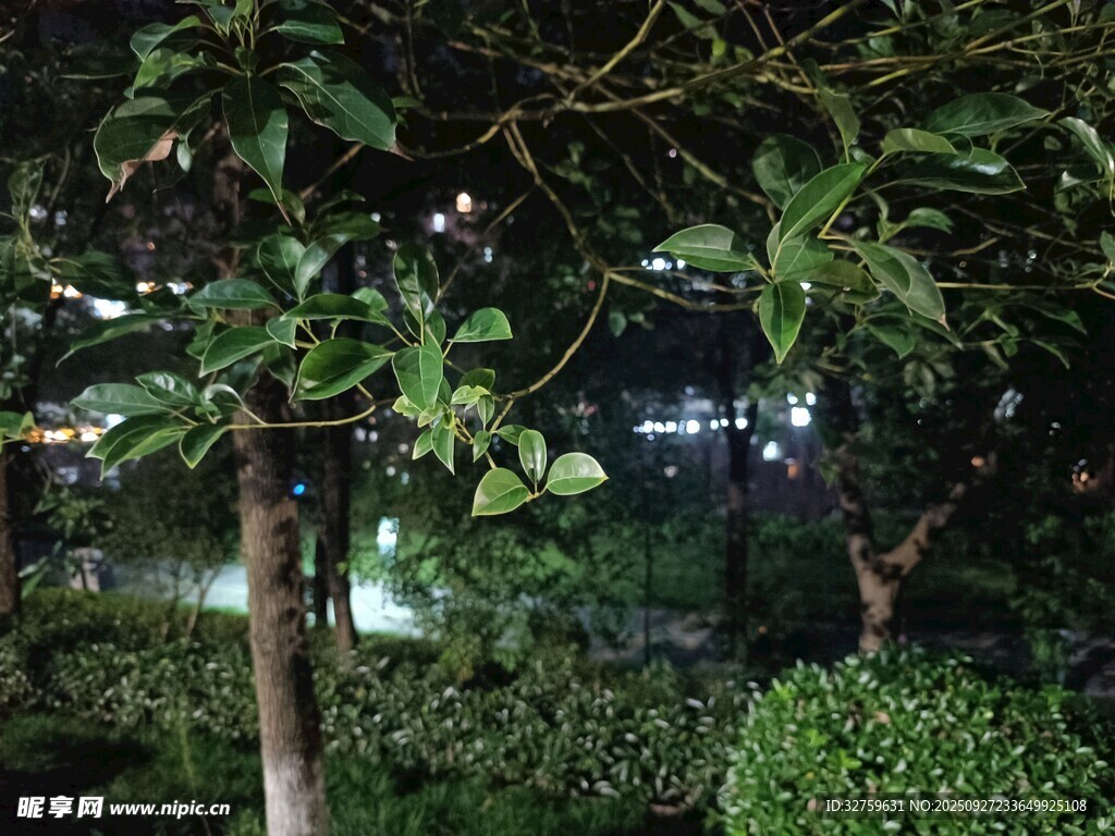 夜晚绿植景观