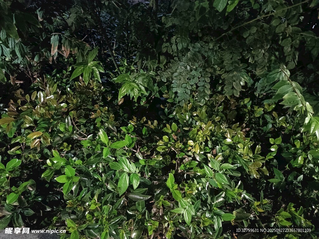 茂密丛林中的繁茂绿植