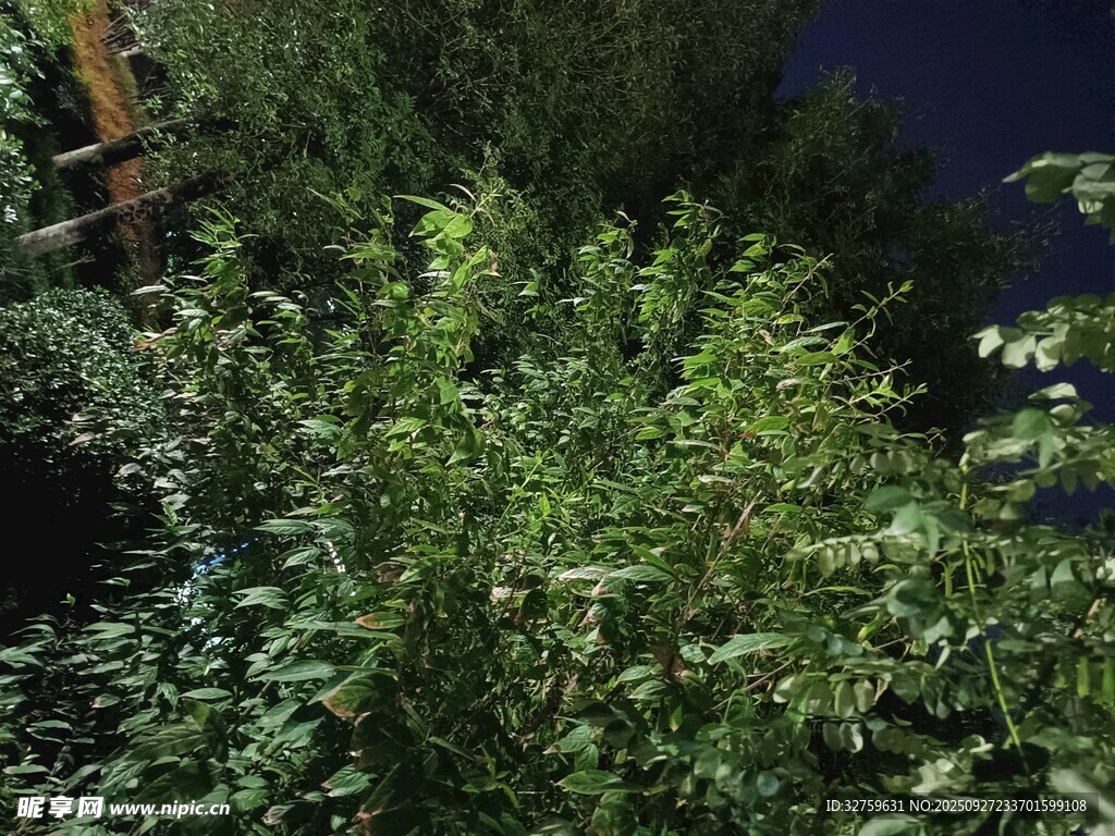 夜晚繁茂绿植景观