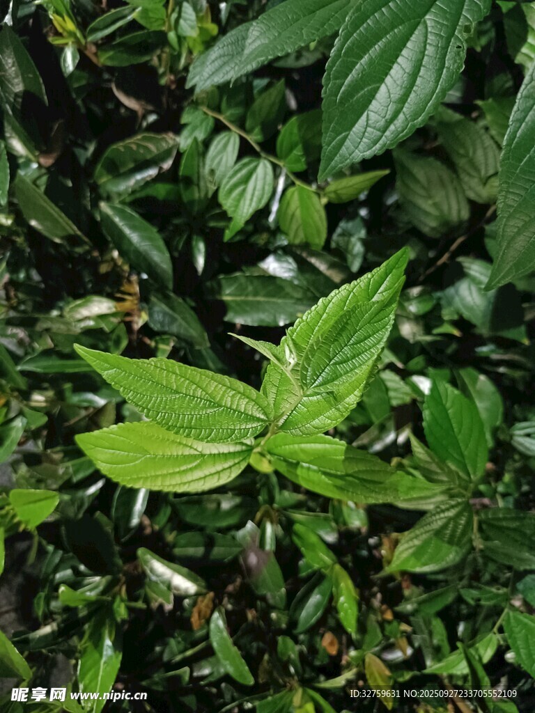 翠绿清新的植物叶片