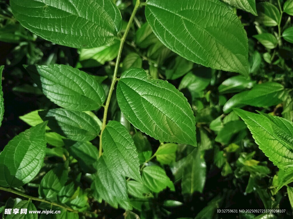 翠绿繁茂的植物枝叶