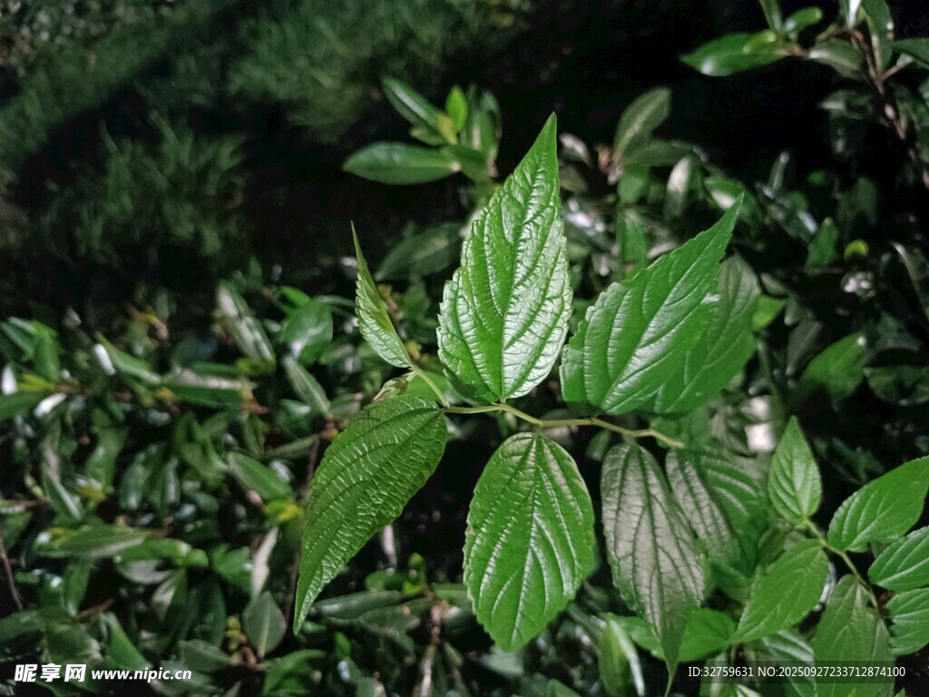 绿叶植物特写