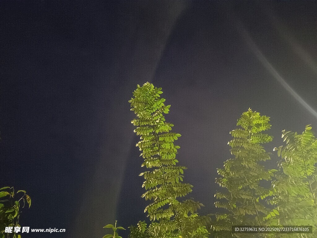 暗夜中挺立的翠绿植物