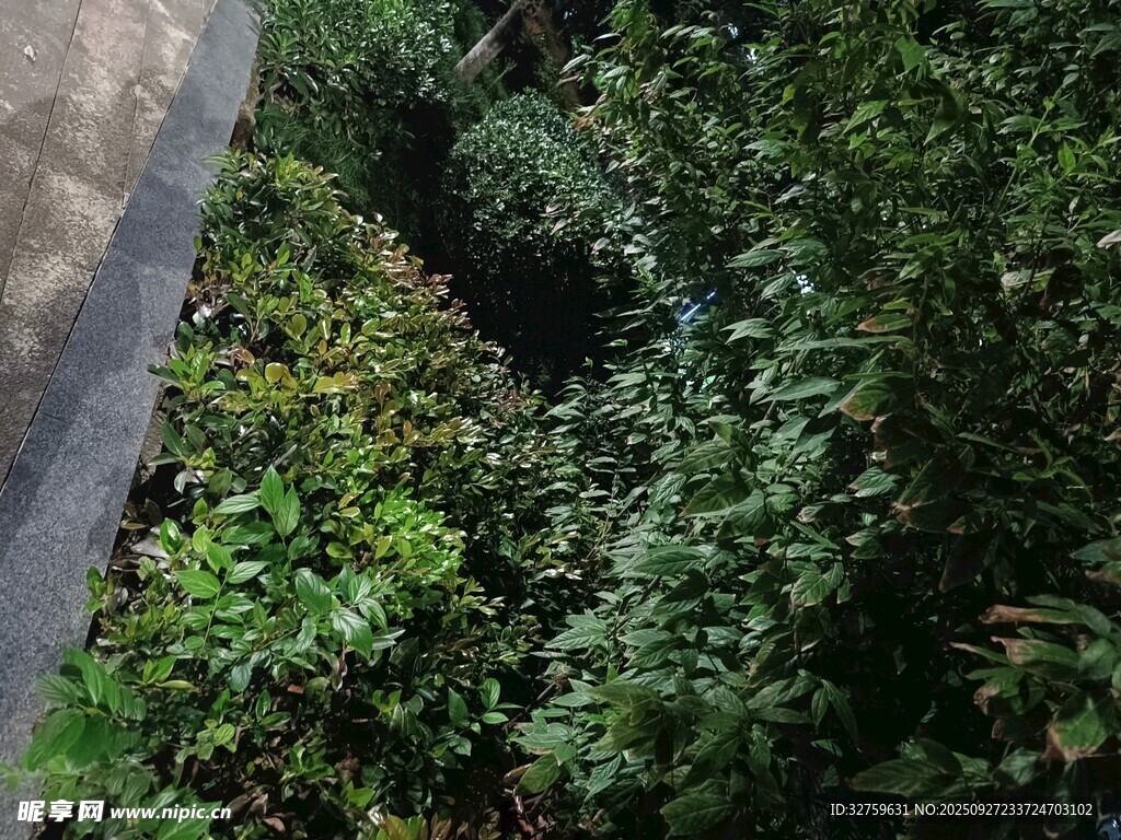 路边繁茂绿植景观