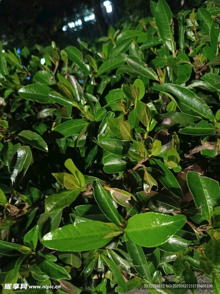 翠绿繁茂的叶片植物