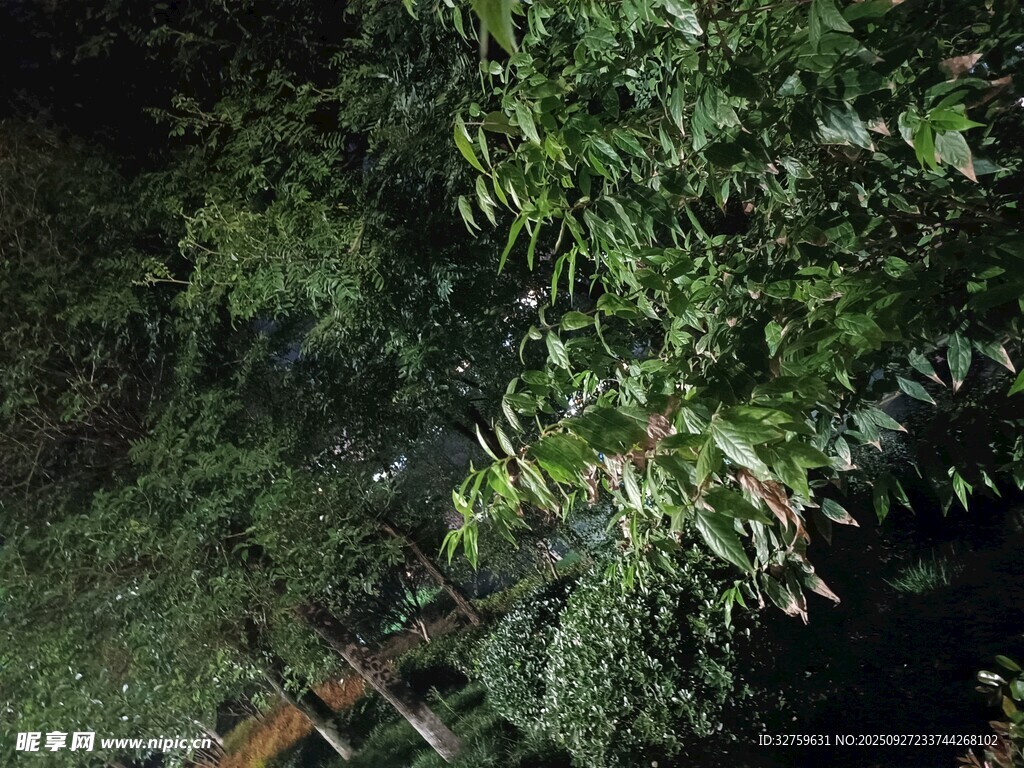 夜间丛林中的绿植景象