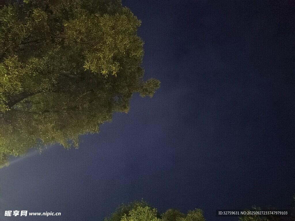 夜空下的繁茂树林