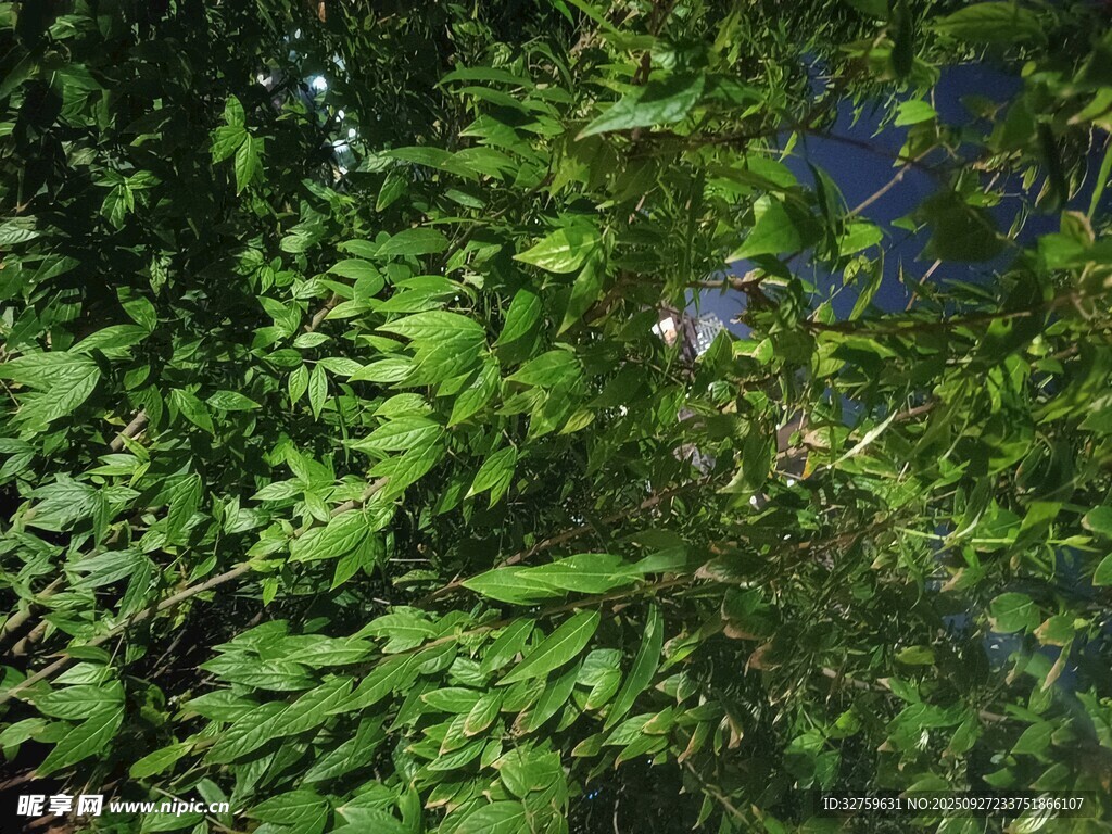 繁茂绿叶 