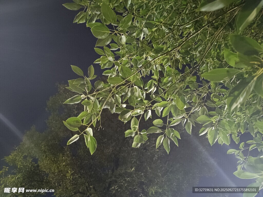 夜幕下的繁茂绿叶