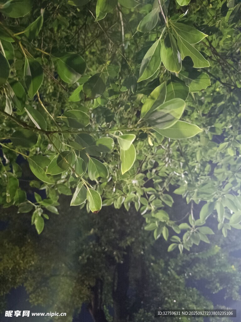 繁茂绿叶下的自然景致