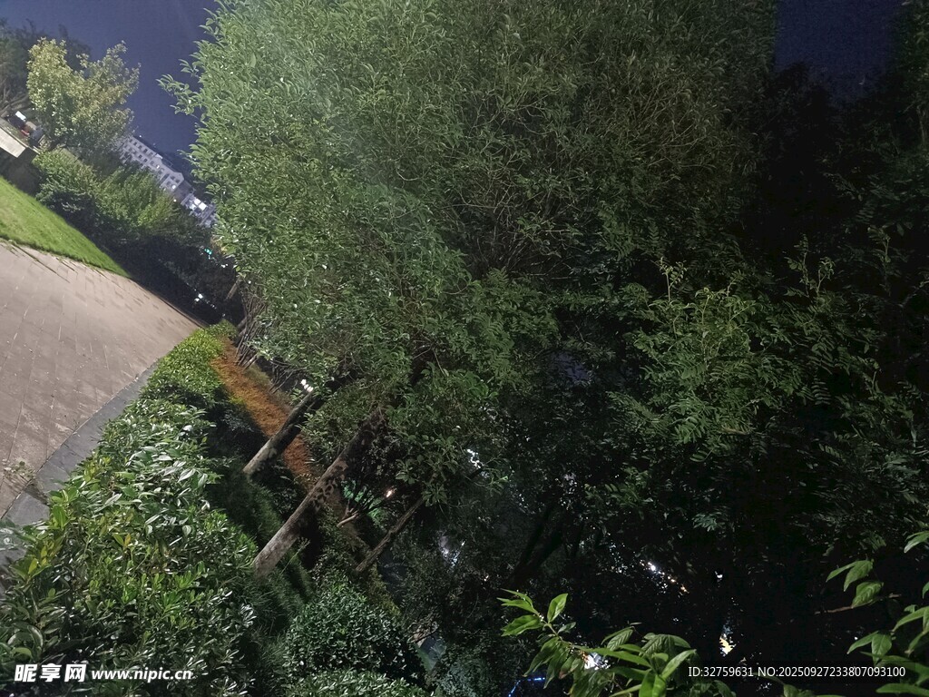 林中木桥