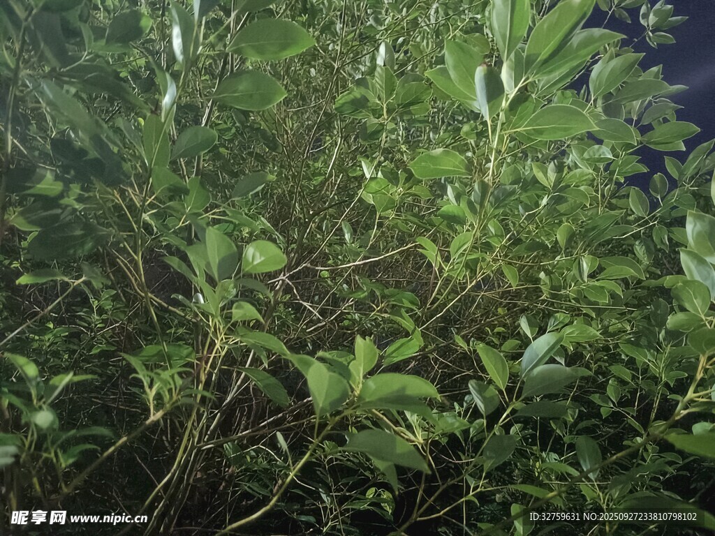 繁茂绿植特写