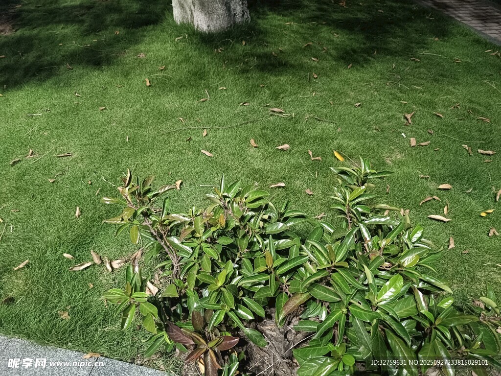 草坪边的绿植花卉
