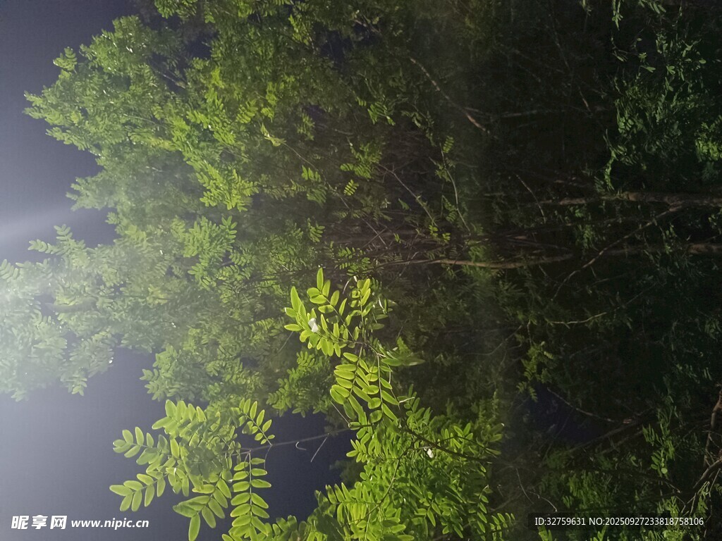 林间光影下的葱郁绿植