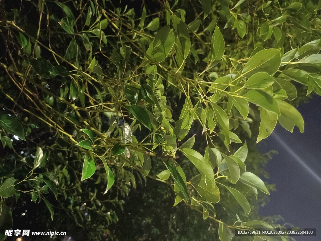 夜间绿叶繁茂的树枝