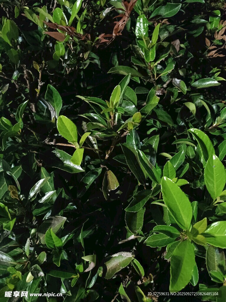 繁茂绿植特写