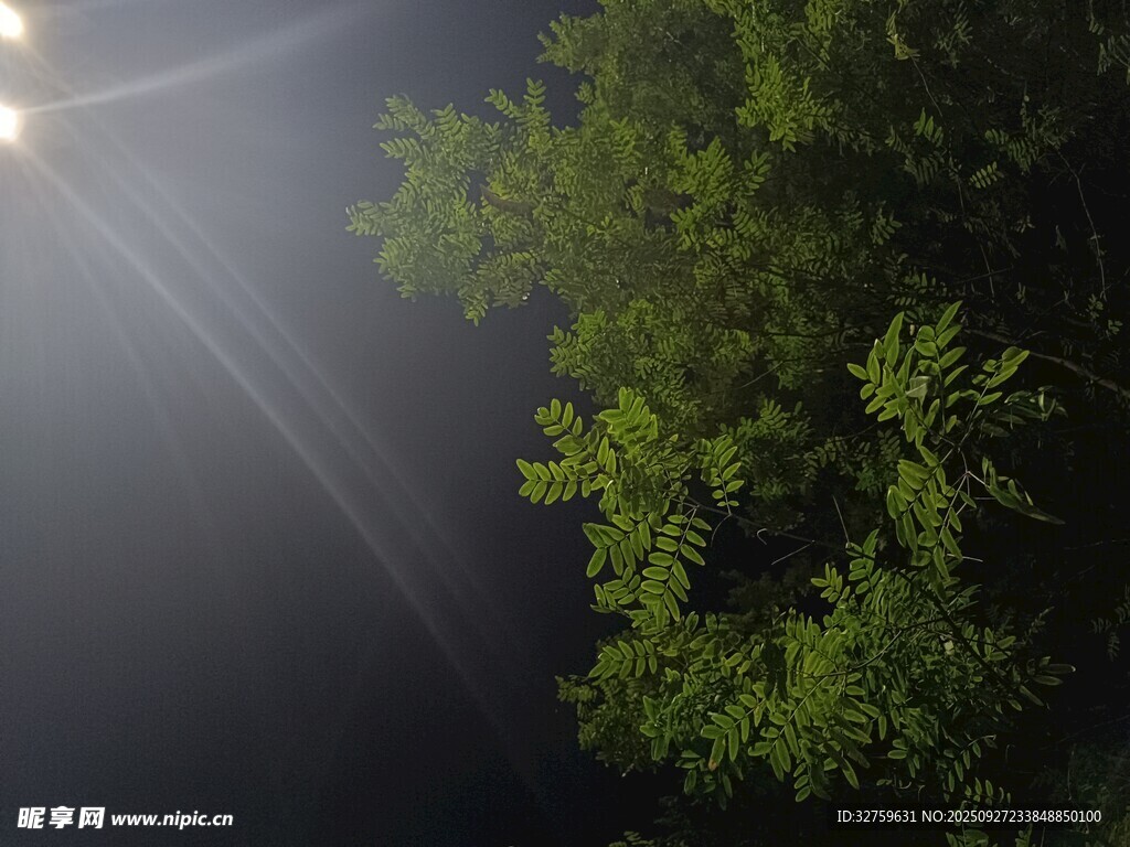 月夜下的葱郁绿树