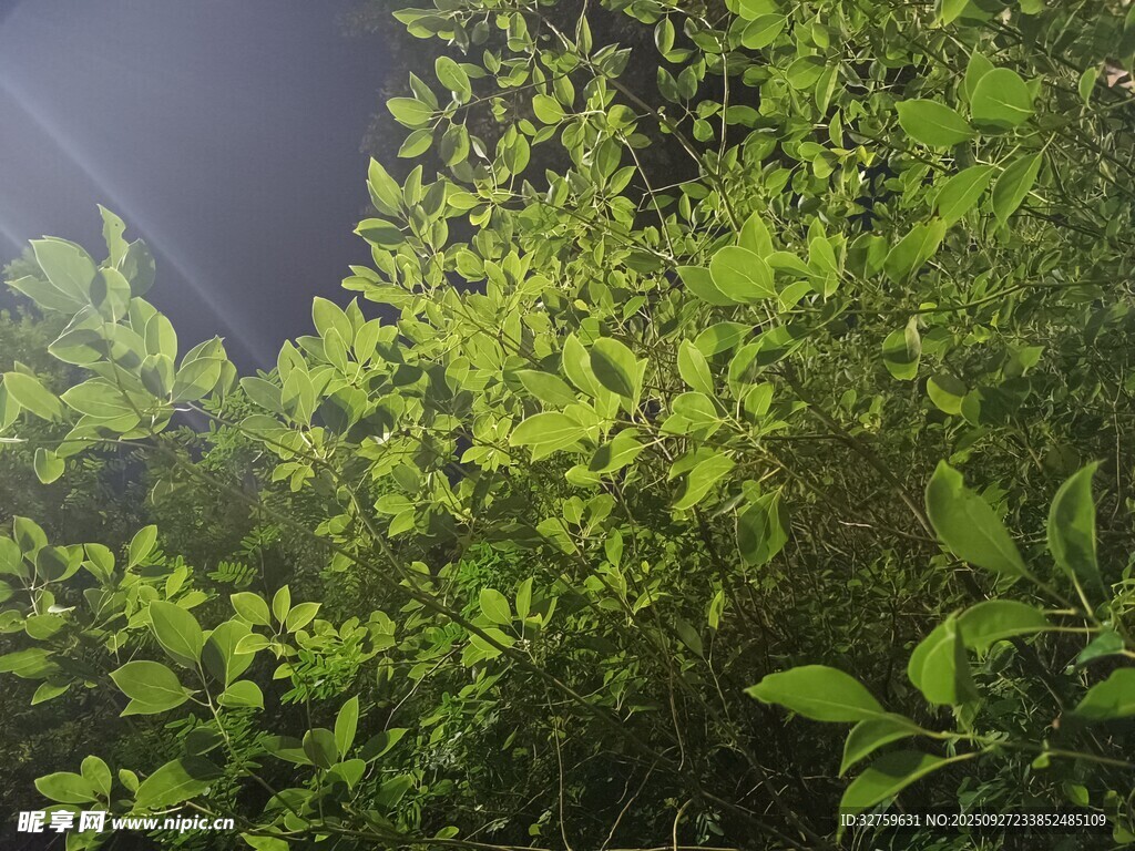 夜幕下的葱郁绿植