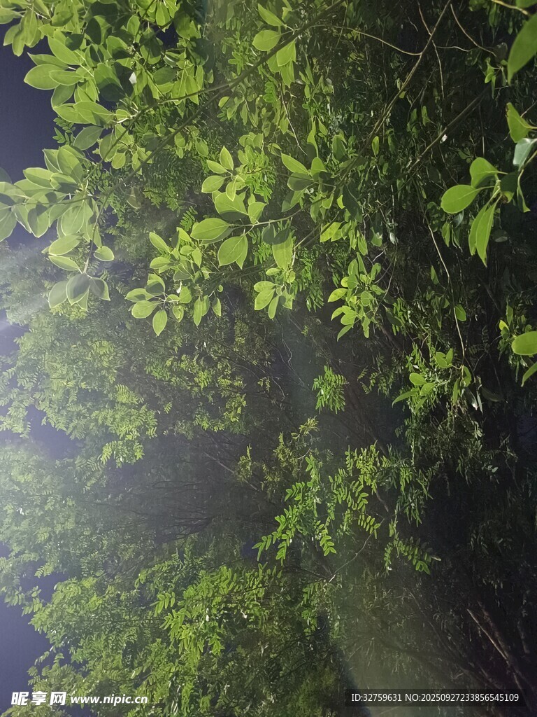 夜幕下的葱郁树林