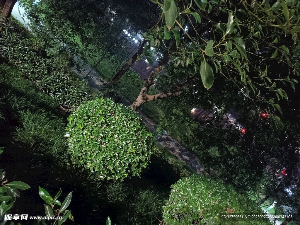 繁茂绿植景观