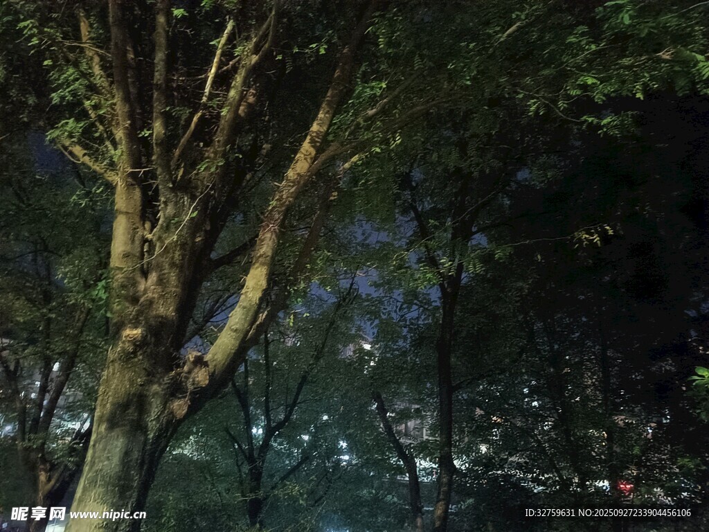 森林中的树木景象