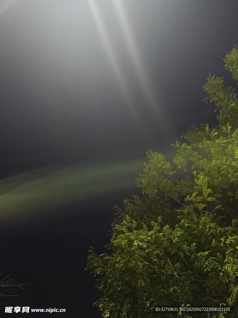 林间光束穿透暗夜绿植