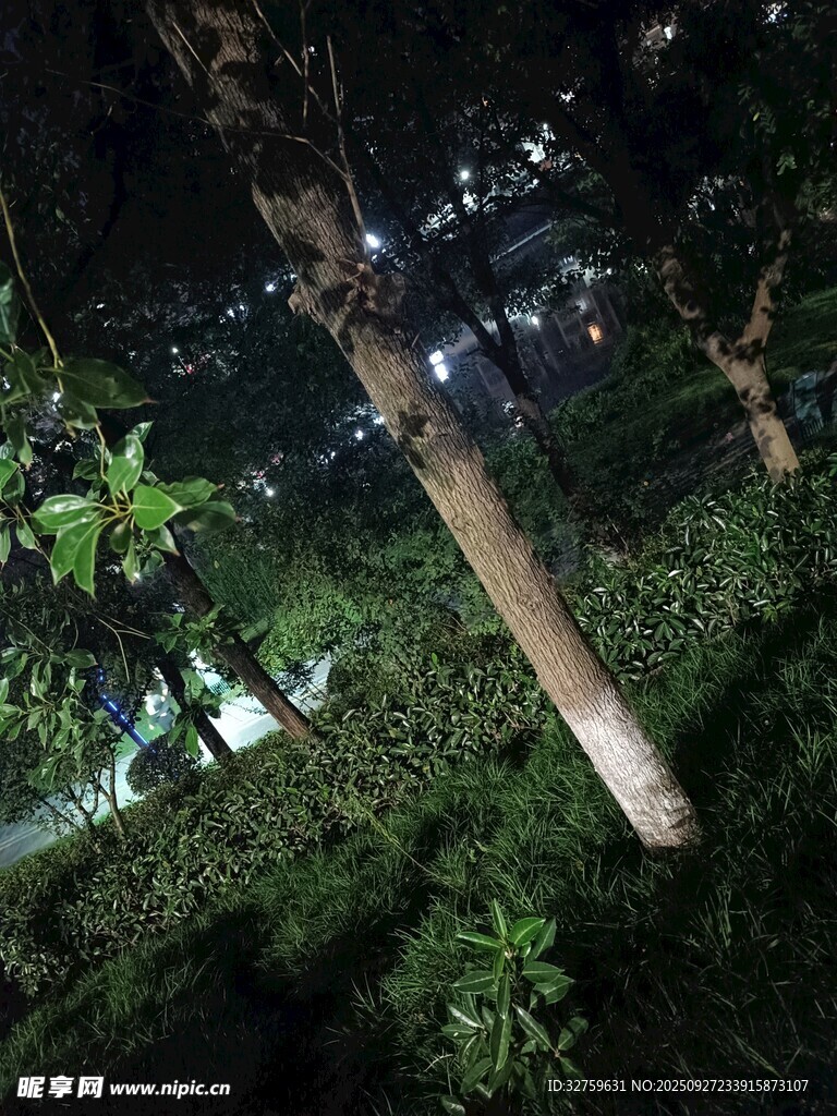 夜晚树林中的静谧景象