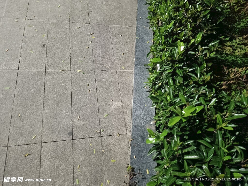 人行道旁的绿色植物