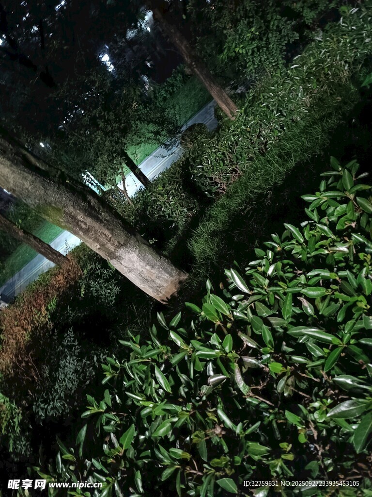 夜间森林景象