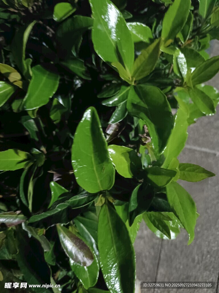 翠绿叶片特写