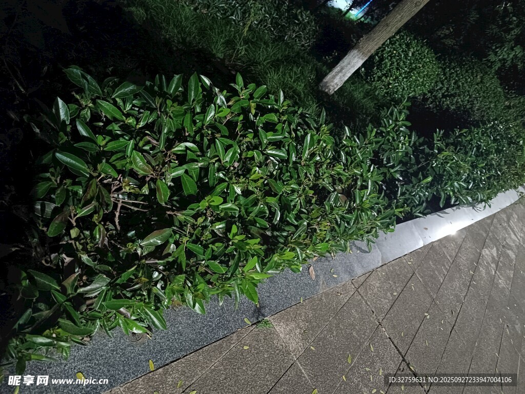 路边翠绿繁茂的植物景观