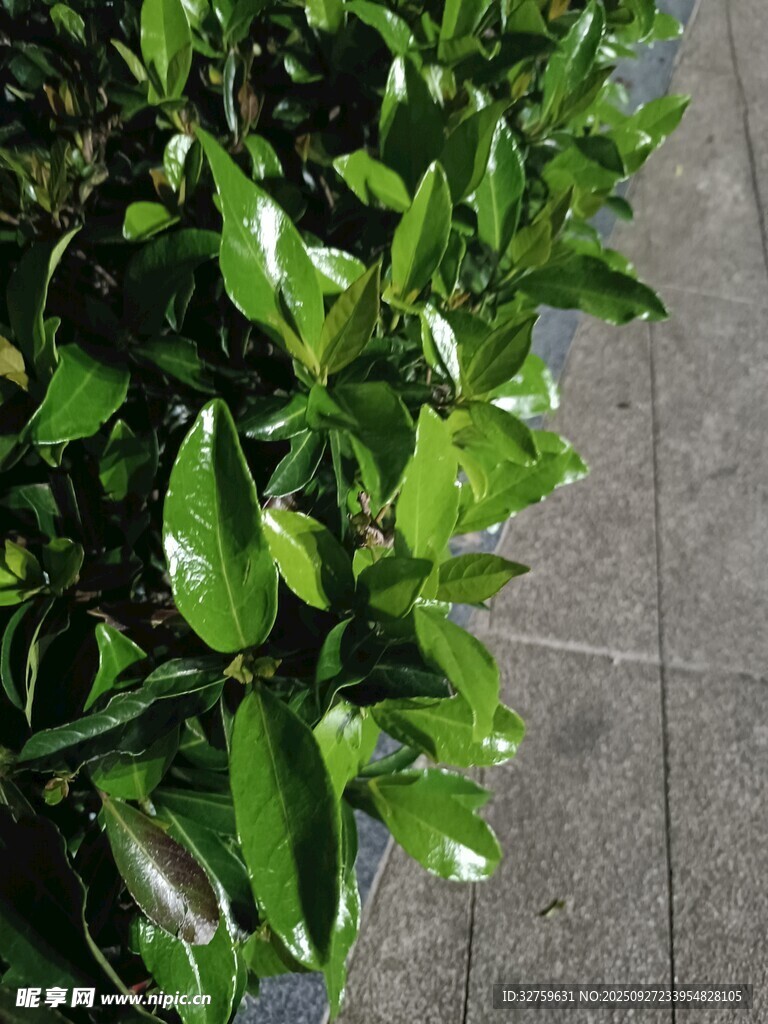 翠绿繁茂的灌木丛