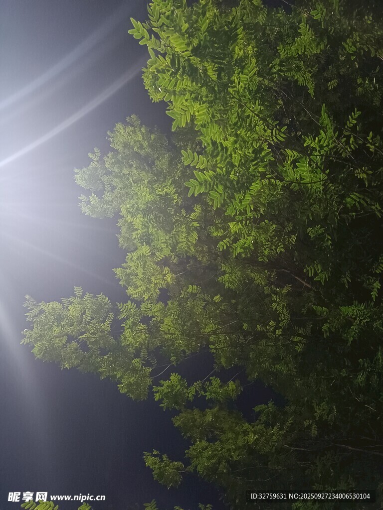 林间光束穿透翠绿树叶