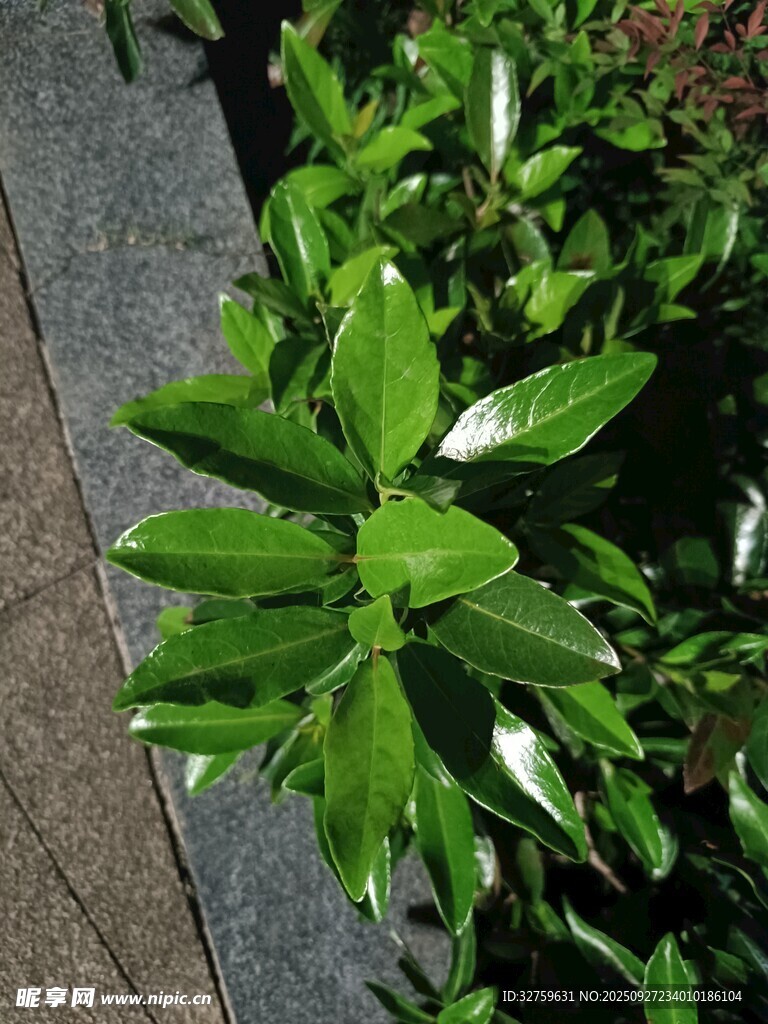 绿叶植物特写