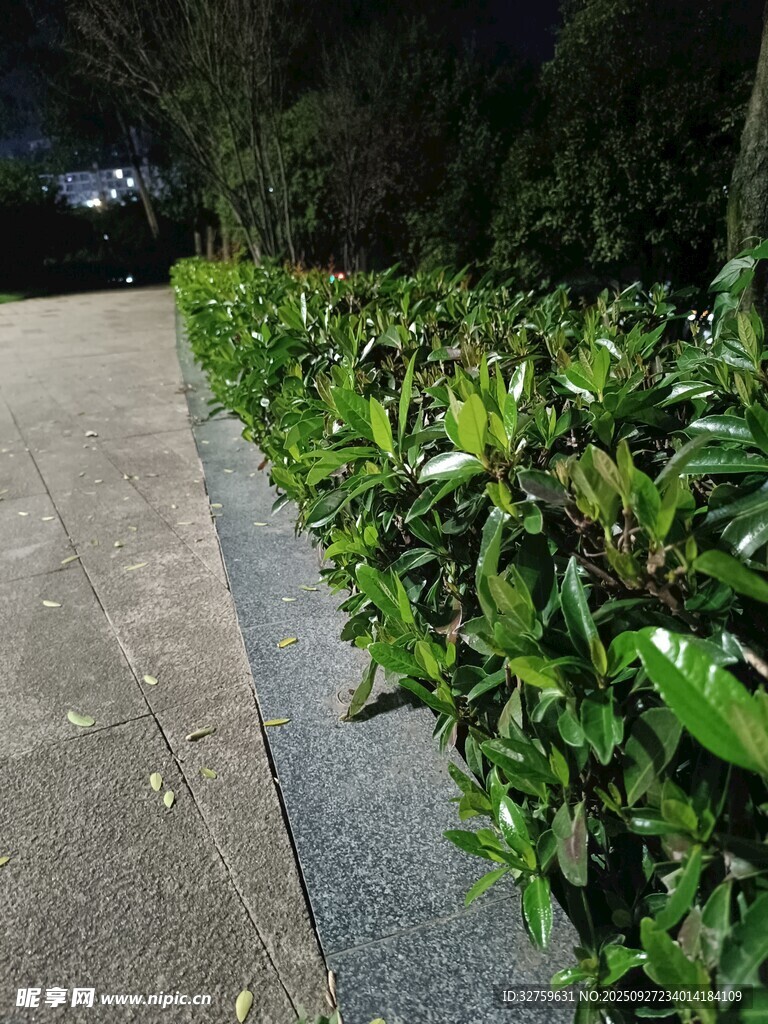 夜间绿植旁的静谧小道