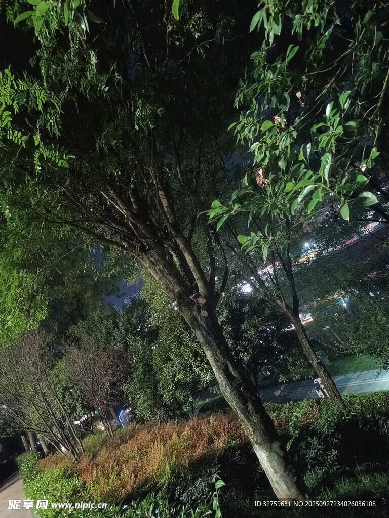 夜晚公园中的繁茂树木
