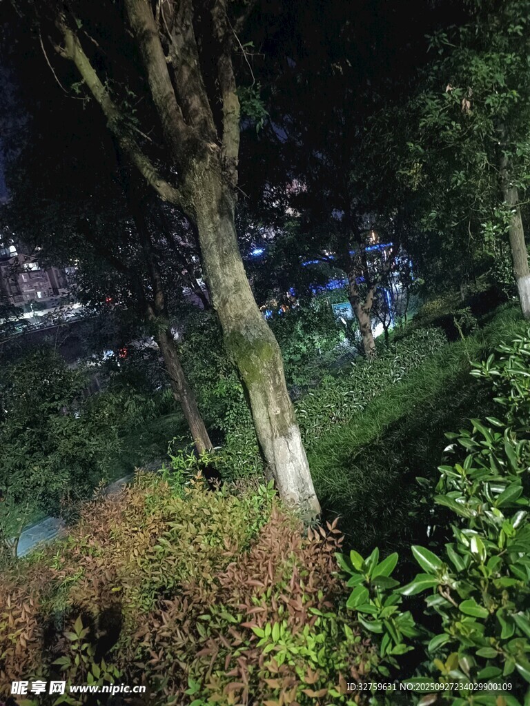 夜晚树林中的绿植景观