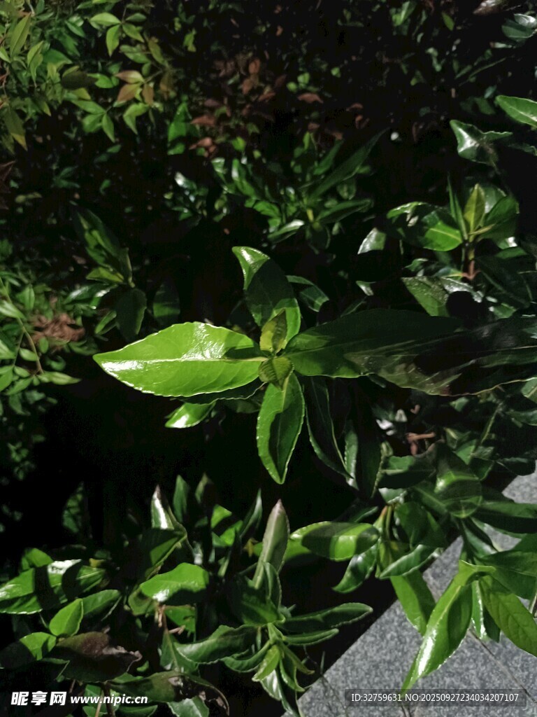 绿叶繁茂的植物景象