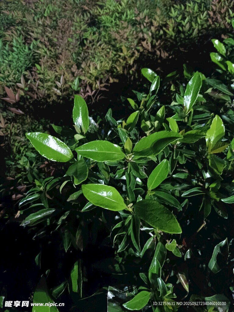 翠绿叶片的生机植物