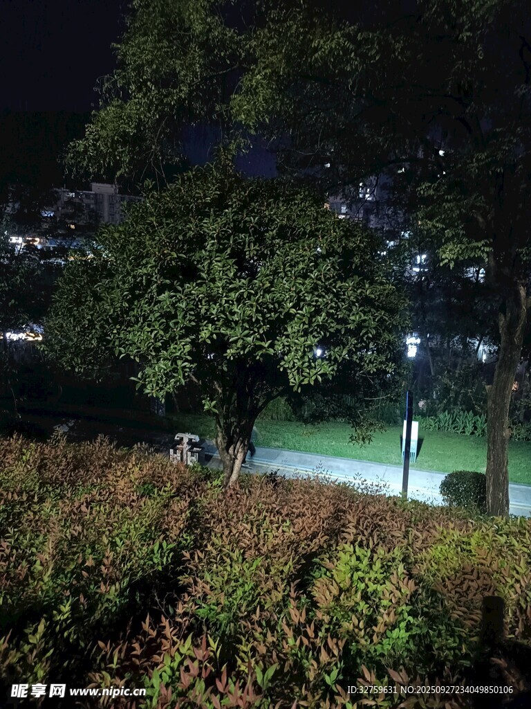 夜晚公园绿植与步道景观