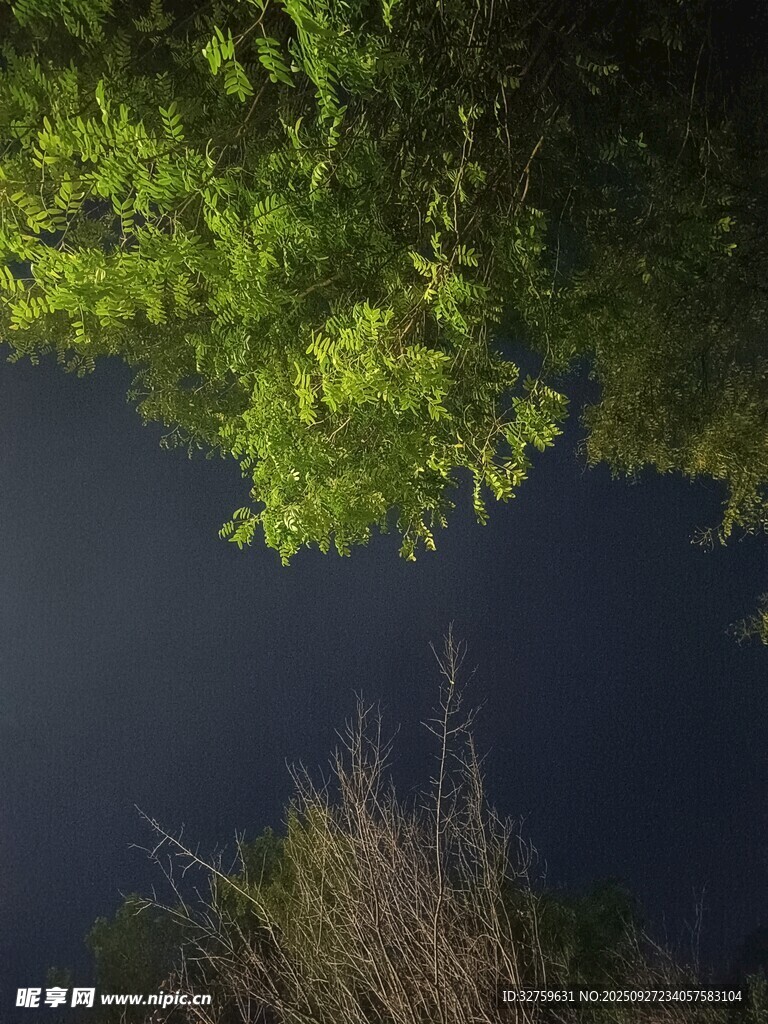夜空下的绿植与杂草