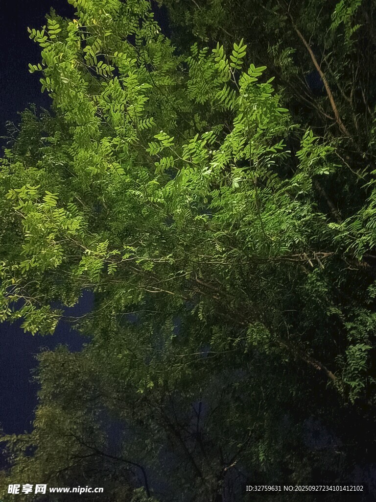 夜晚中的葱郁绿树