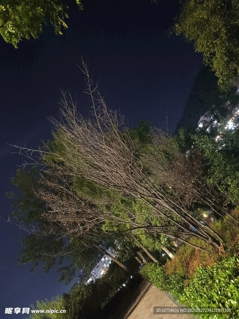 夜晚小径旁的树木景观